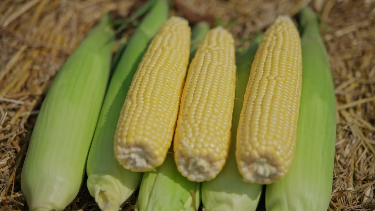 7401IMP – Különlegesség a palettán