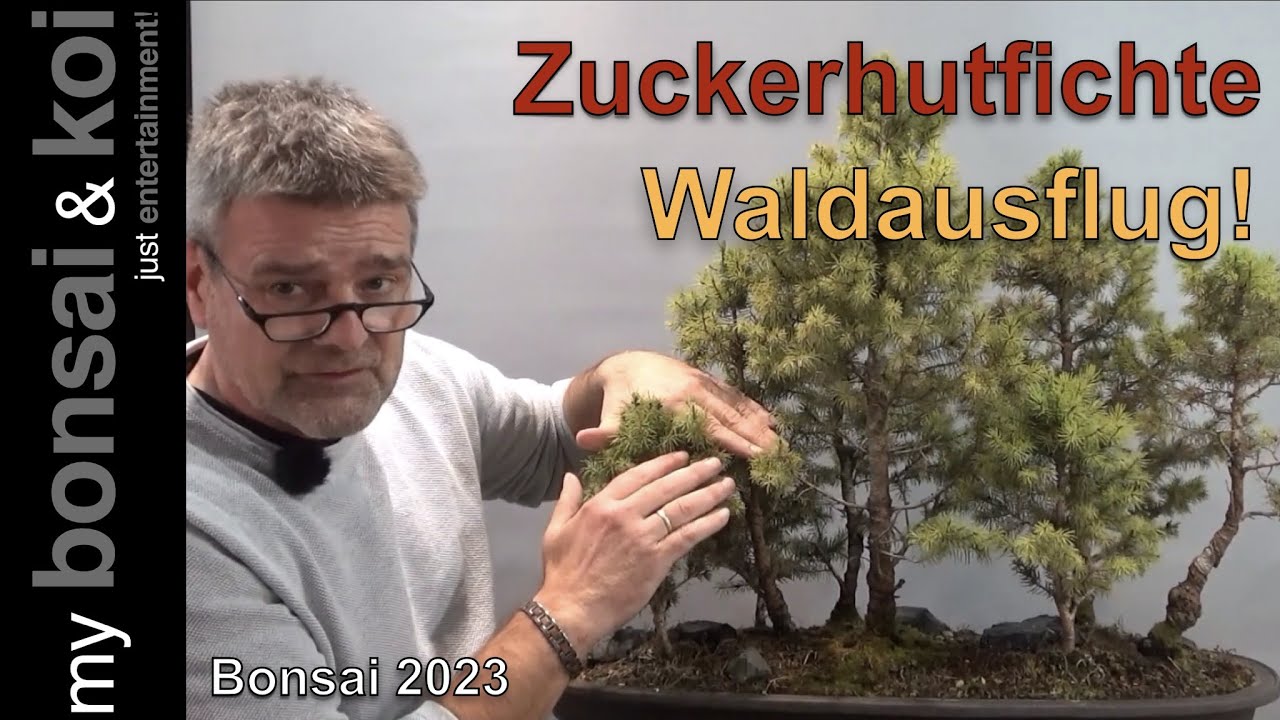 Bonsai 2023-68 - Zuckerhutfichte - Picea glauca - adventlicher Waldausflug
