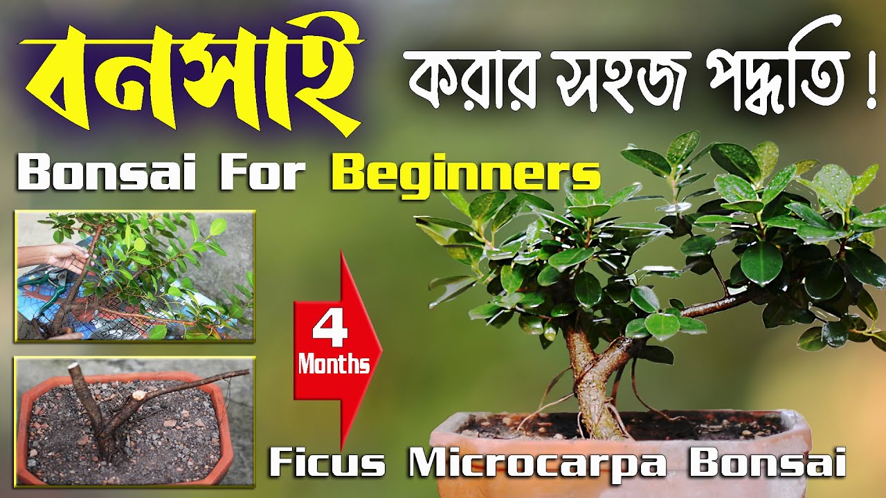 বনসাই গাছ বানানোর সহজ পদ্ধতি ! How to make bonsai tree at home !