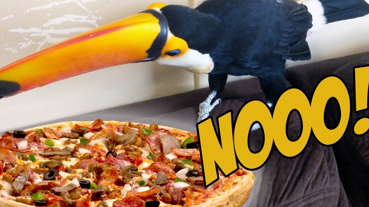 Toucan DESPERATELY wants Pizza! (HILARIOUS!)