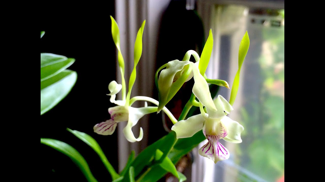 Dendrobium antennatum blooming process - species orchid