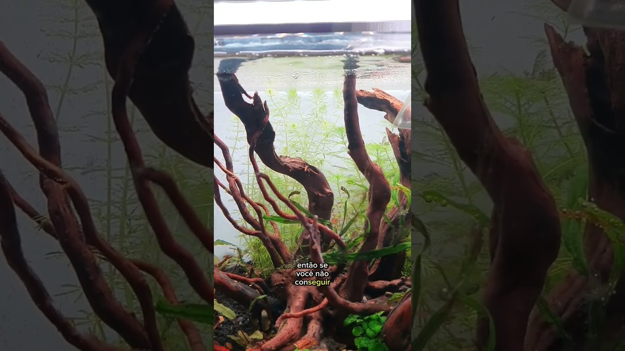 Peixes algueiros não vão acabar com as algas do seu aquário sozinhos