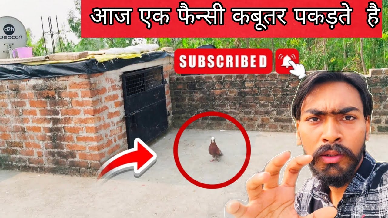 आज एक फैंसी कबूतर पकडते हैं  😱🕊️ Aaj Ek Kabutar Pakad Liya Fancy || Fancy Kabutar Pakad Liya 👀🕊️