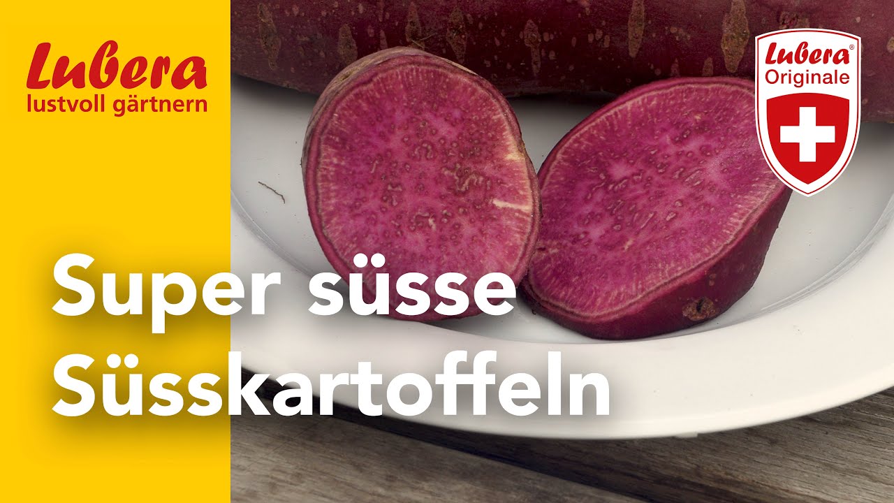So schmecken die Sugaroot-Süsskartoffeln: Von weiss bis violett im Geschmackstest