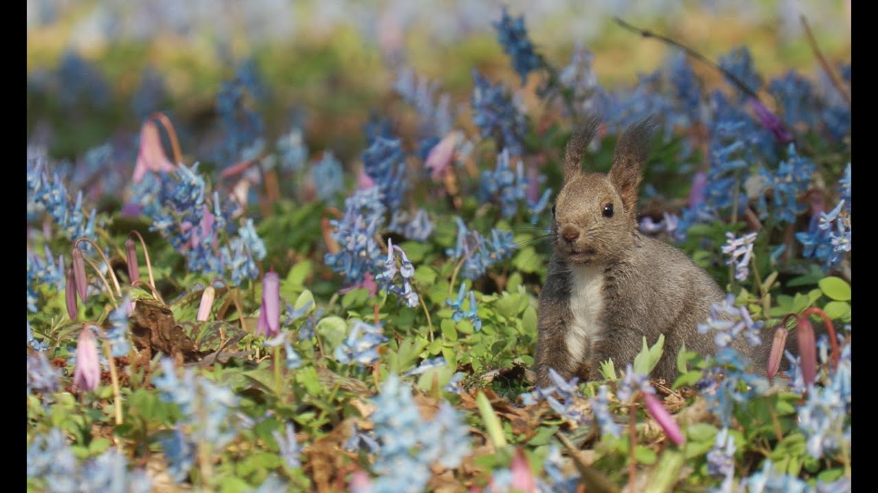 エゾリス駆ける、ブルーとピンクのお花畑は そのまんまメルヘンの世界だった 2020
