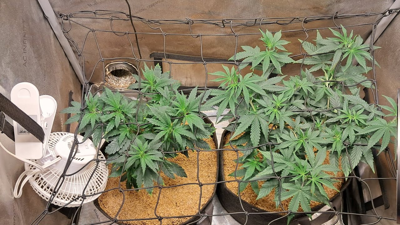 Thoughts on California Seeds: King Kong, Space Panda both from Atlas Seeds