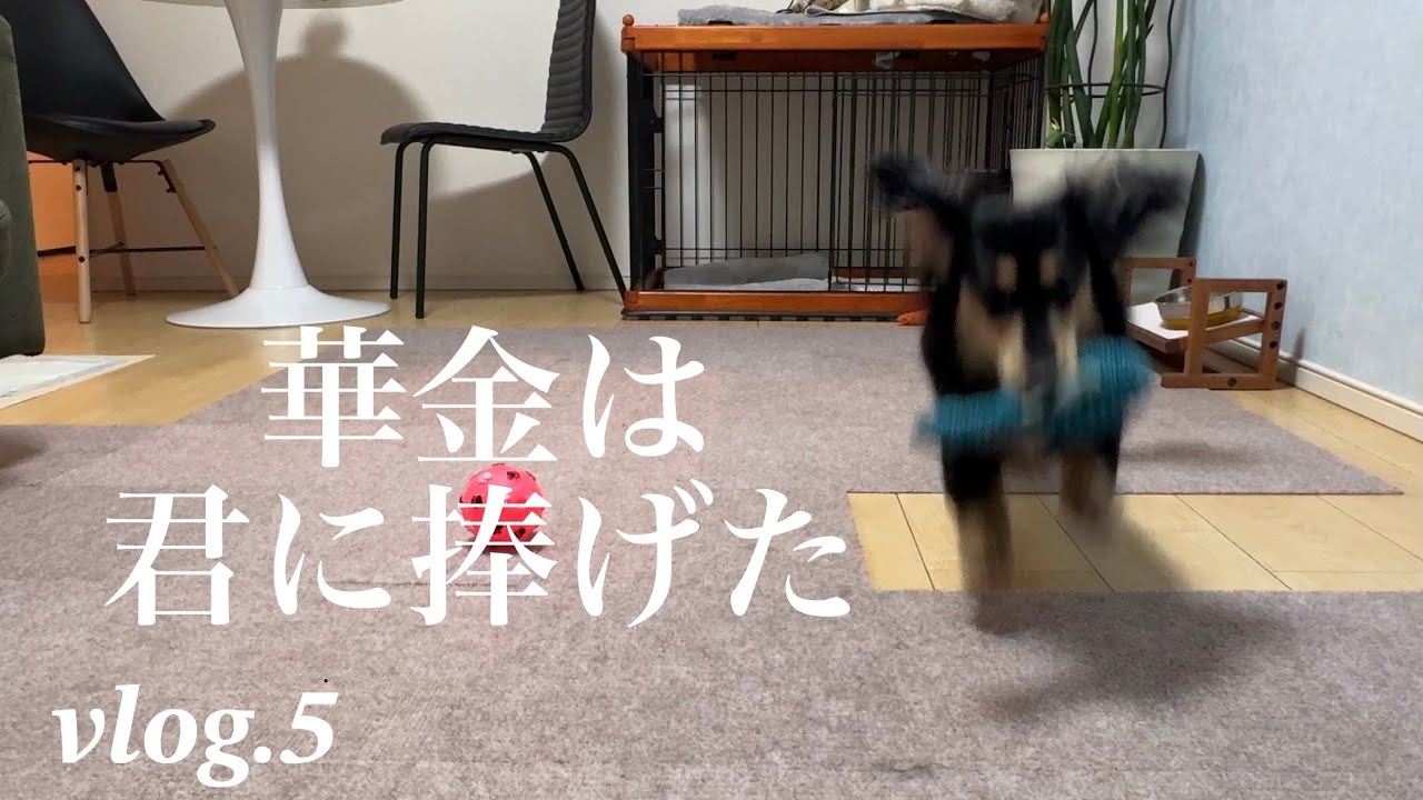 ミニチュアダックスと過ごす華金｜vlog｜ミニチュアダックス