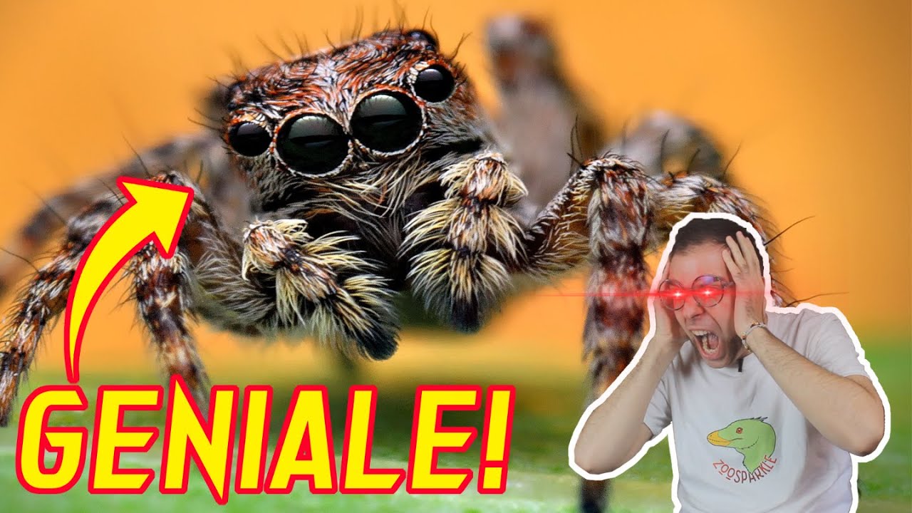 le INCREDIBILI capacit&agrave; dei RAGNI SALTATORI