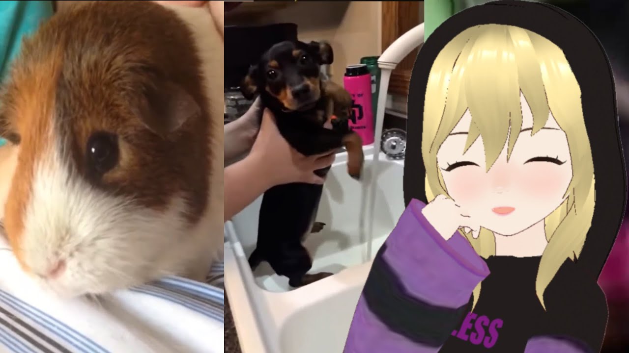 They are too cute | shutinvamp does a try not to say aww challenge | reacts to funny vines