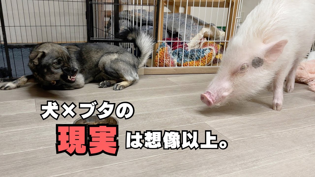 【多頭飼い】マイクロブタと犬が１年一緒に暮らした結果がこちらです