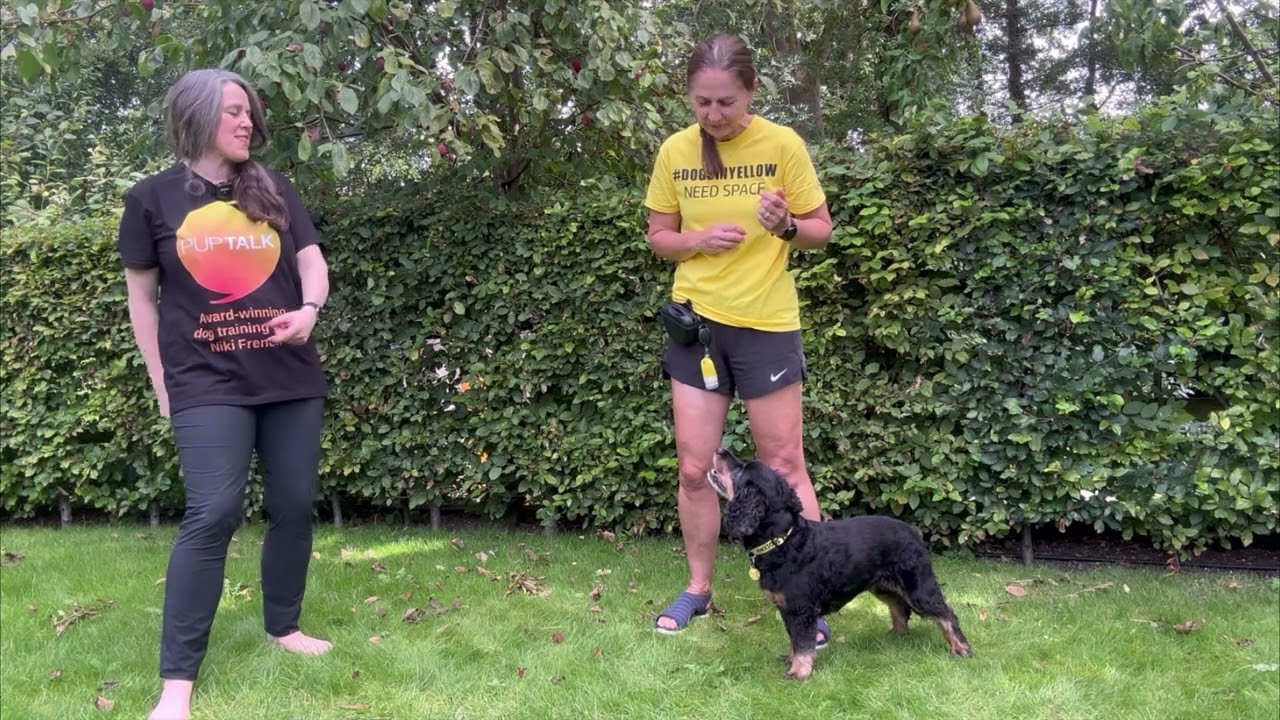 Confidence building exercises for dogs: Middle