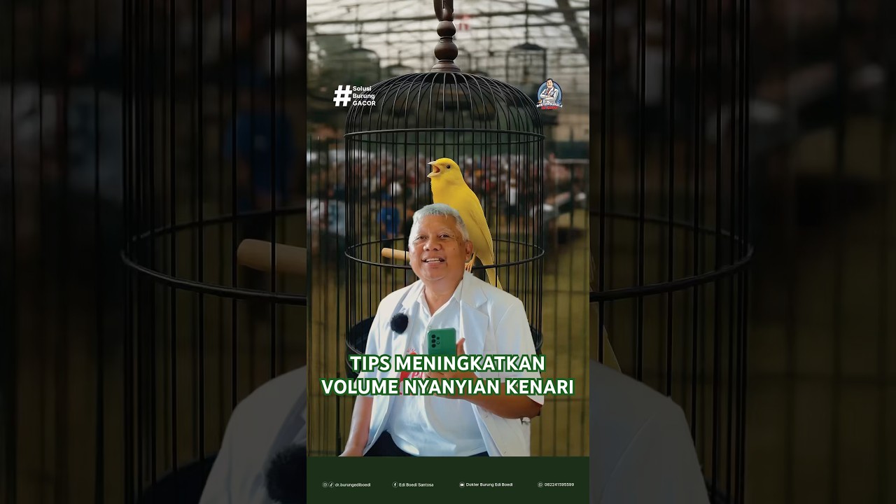 TIPS MENINGKATKAN VOLUME NYANYIAN KENARI #kenarimania #dokterburung #ediboedisantosa #kenari
