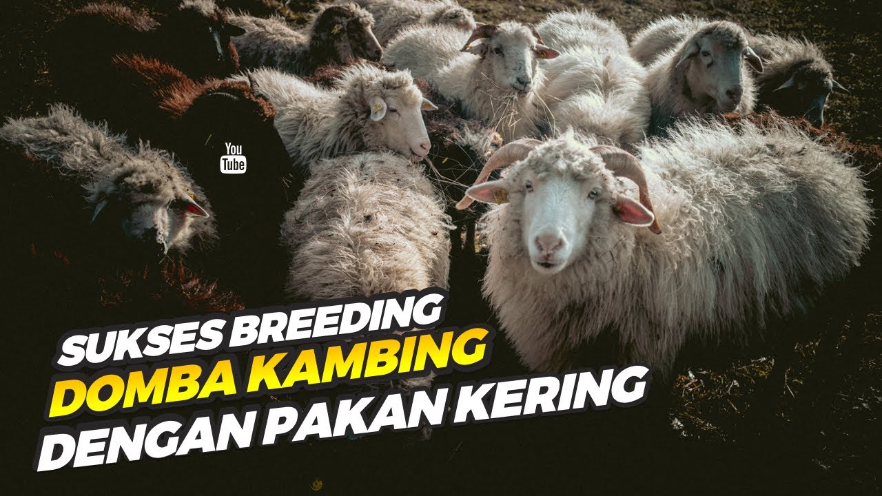Strategi Peternak Milenial Tetap Untung Breeding Domba Modern Tanpa Ngarit Tanpa Anak Kandang