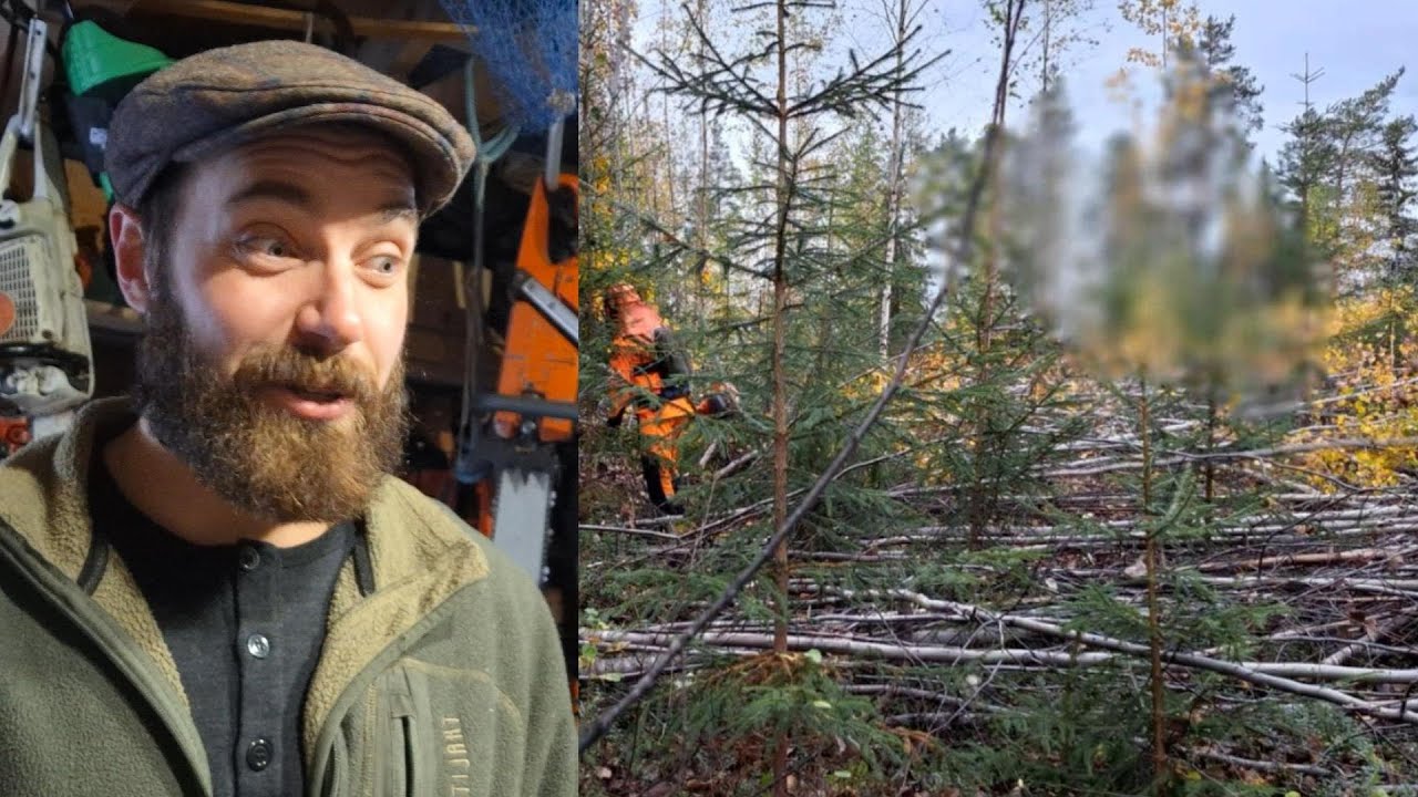 Miksi Taimikkoa kannattaa hoitaa?