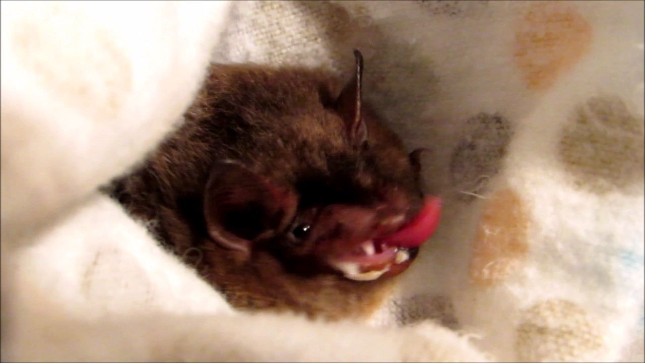 Spriggan the Big Brown Bat Eats Dinner
