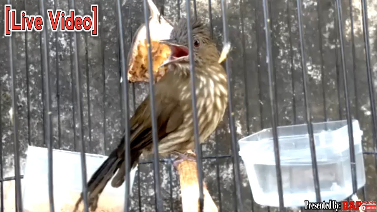 LANGSUNG NYAUT IKUT GACOR!!! PANCINGAN BURUNG CUCAK RAWIS