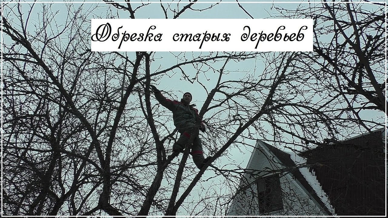 Обрезка старых деревьев