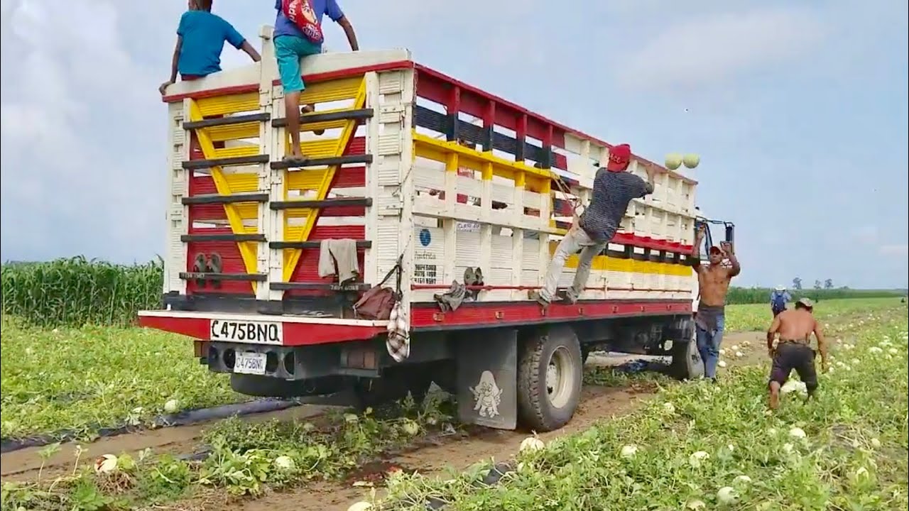 Cargando Camiones De Sandias Para Exportar a USA 2/4