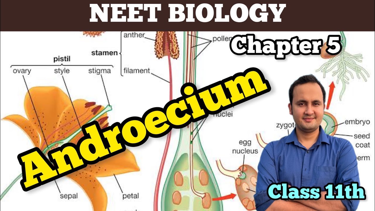 Androecium-stamens-morphology of flowering plants 🪴 NCERT-biology | Class 11  | Chapter  5 |
