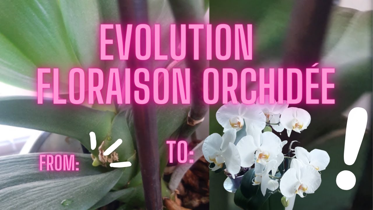 Evolution de la floraison de mon orchidee blanche