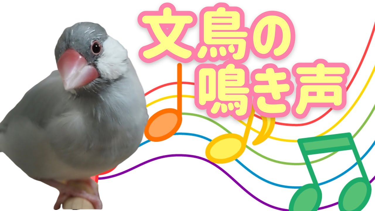 【文鳥の鳴き声、さえずり】ひたすら鳴き続ける文鳥よもぎ、鳴き声、呼び鳴き詰め合わせ　文鳥よもぎ　癒し動物　面白い動物