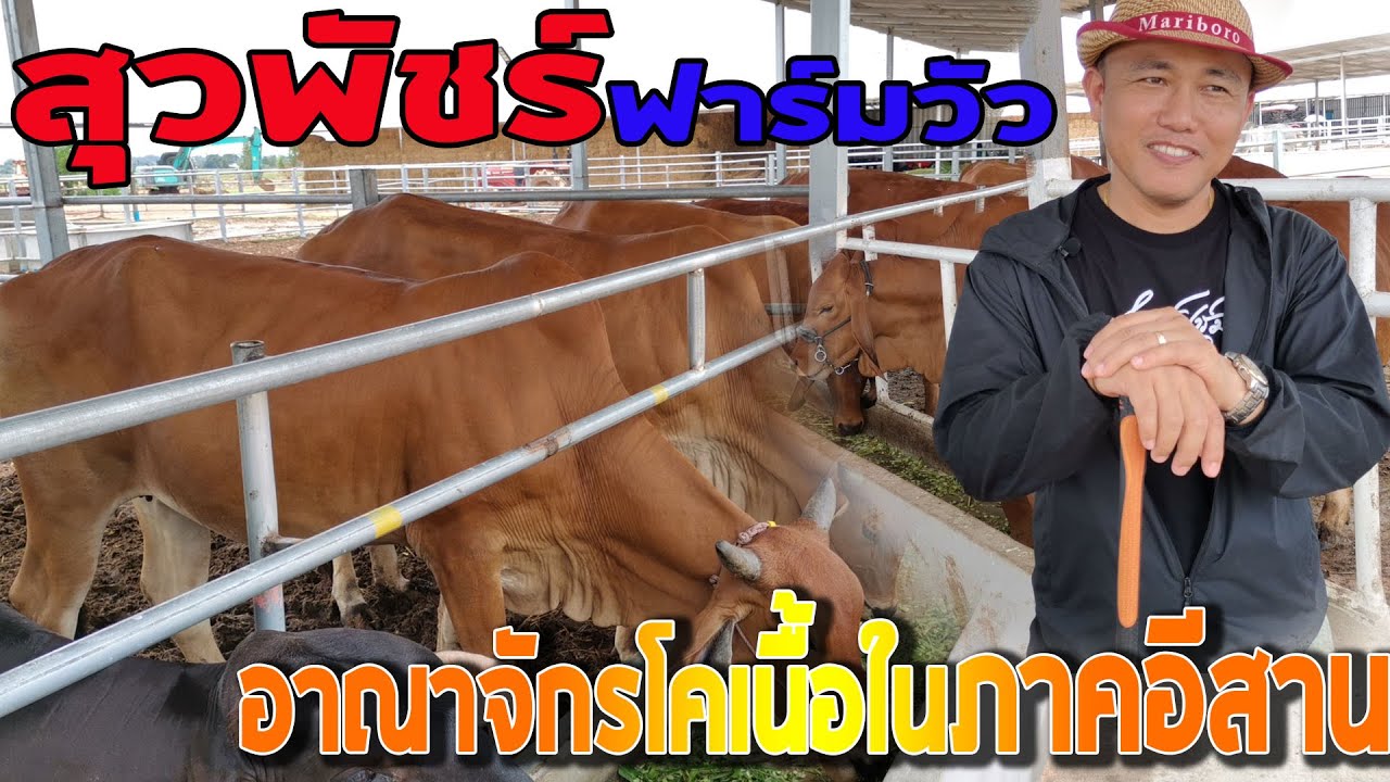 สุวพัชร์ฟาร์ม อาณาจักรฟาร์มวัวเนื้อในภาคอีสาน กับสุดยอดแนวคิดของคนรุ่นใหม่เพื่อพี่น้องเกษตรกร
