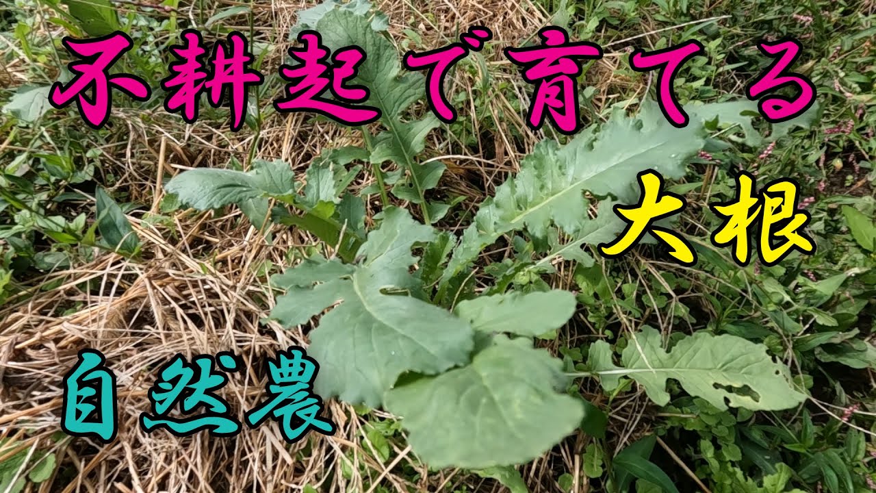 【大根】不耕起で育てる 大根 自然農