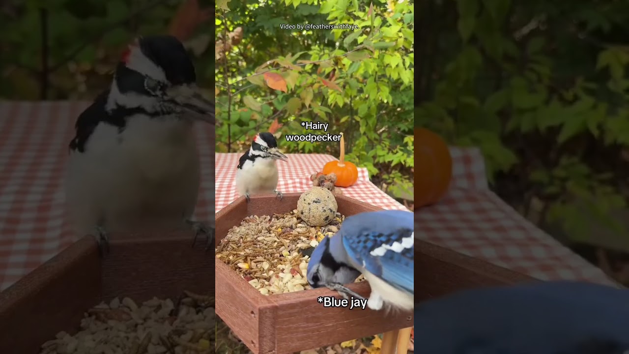 Spot the Variety: How Many Birds Can You Identify at the Kingsyard Feeder? 🐦🔍 
