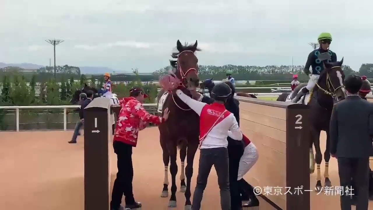 Forever Young After his Maiden Race