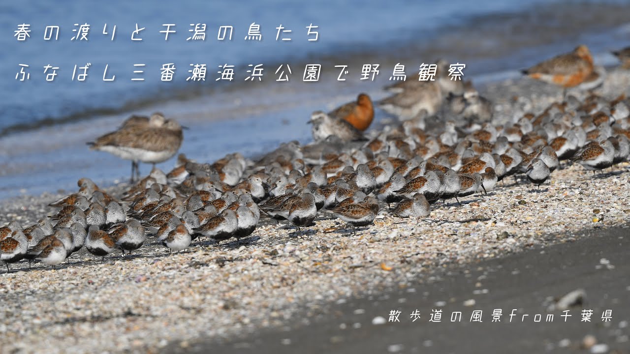 《ゆるい自然観察Vlog63》春の渡りと干潟の鳥たち／ふなばし三番瀬海浜公園で野鳥観察