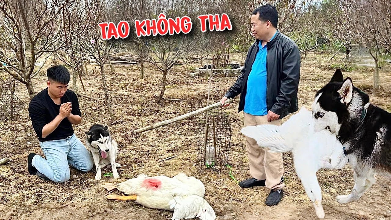 Căng Rồi | Ngáo Husky Phá Chuồng Tấn Công Vịt Của Hàng Xóm Và Bị Bắt Tại Trận | Toàn Ngơ