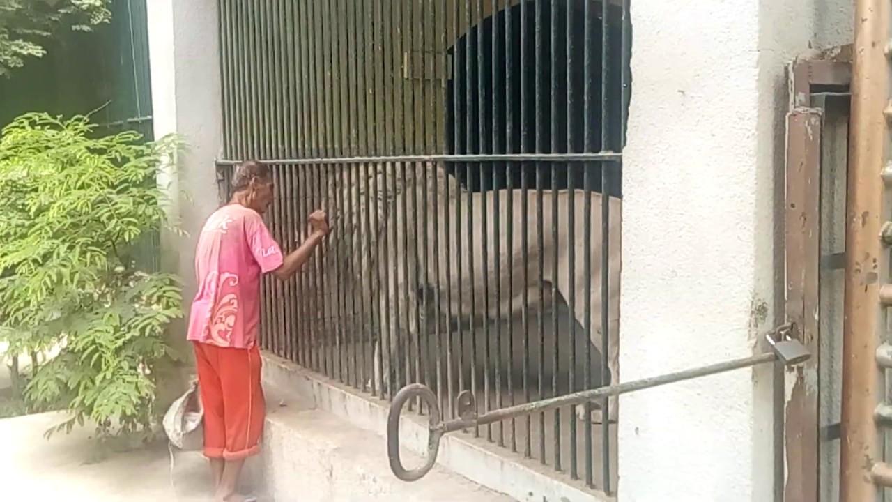 Karachi Zoo Garden 2019/ Lion