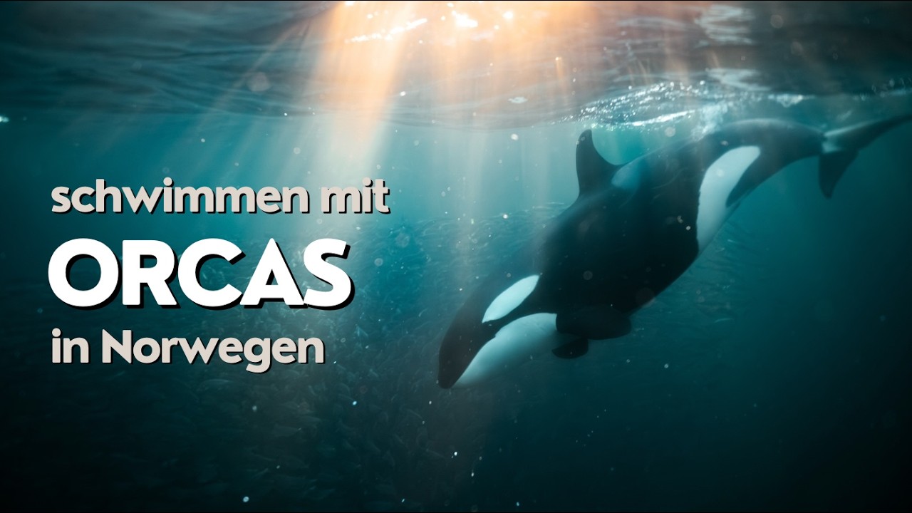 Orca Expedition in Norwegen | Mit Orcas schnorcheln & Unterwasserfotografie | Kamera-Setup & Tipps