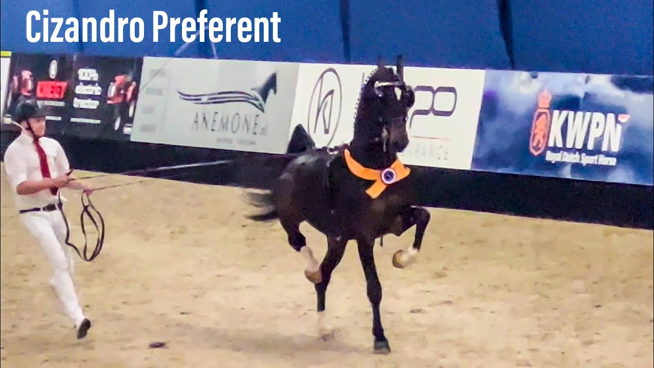 First Viewing Harness stallions & presentations of Approved stallions - January 7th, 2023