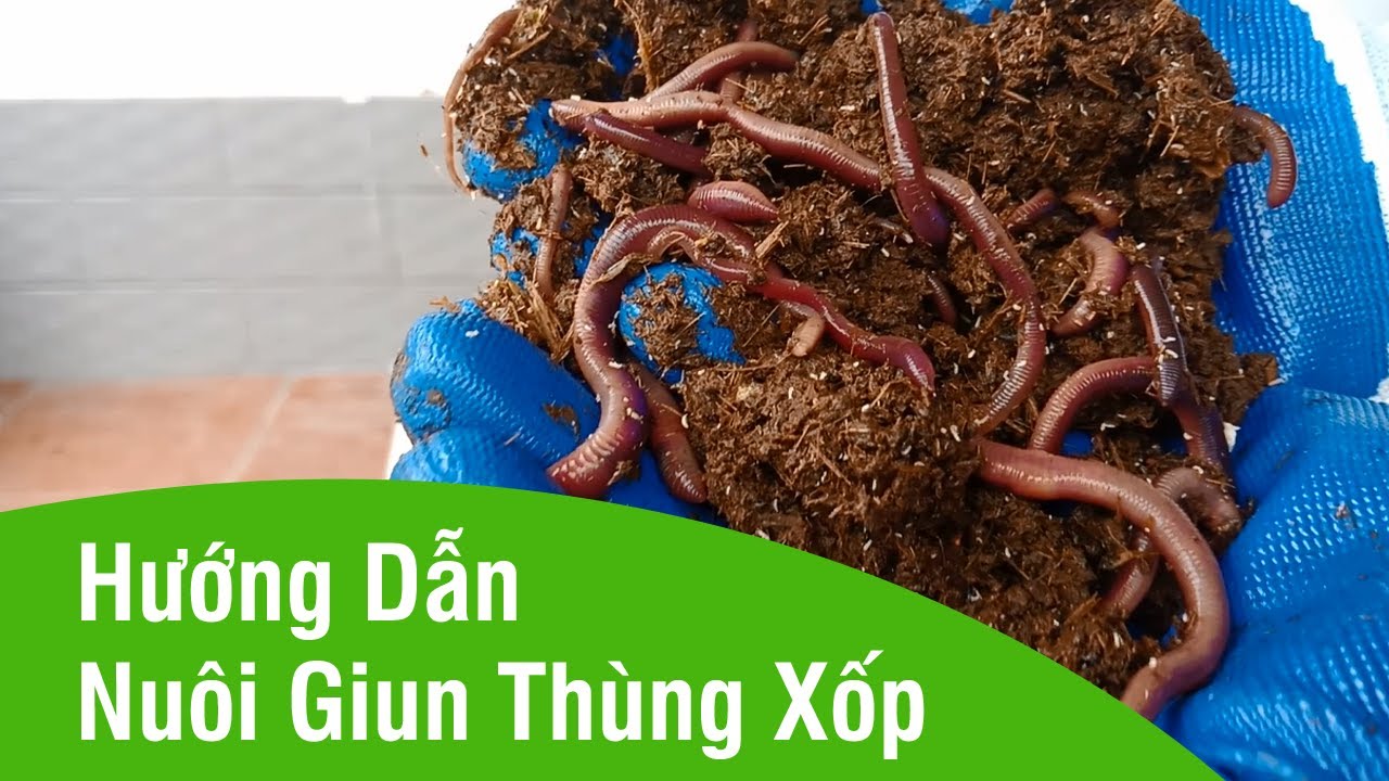 Hướng Dẫn Nuôi Giun Quế Thùng Xốp Dành Cho Người Đi Câu