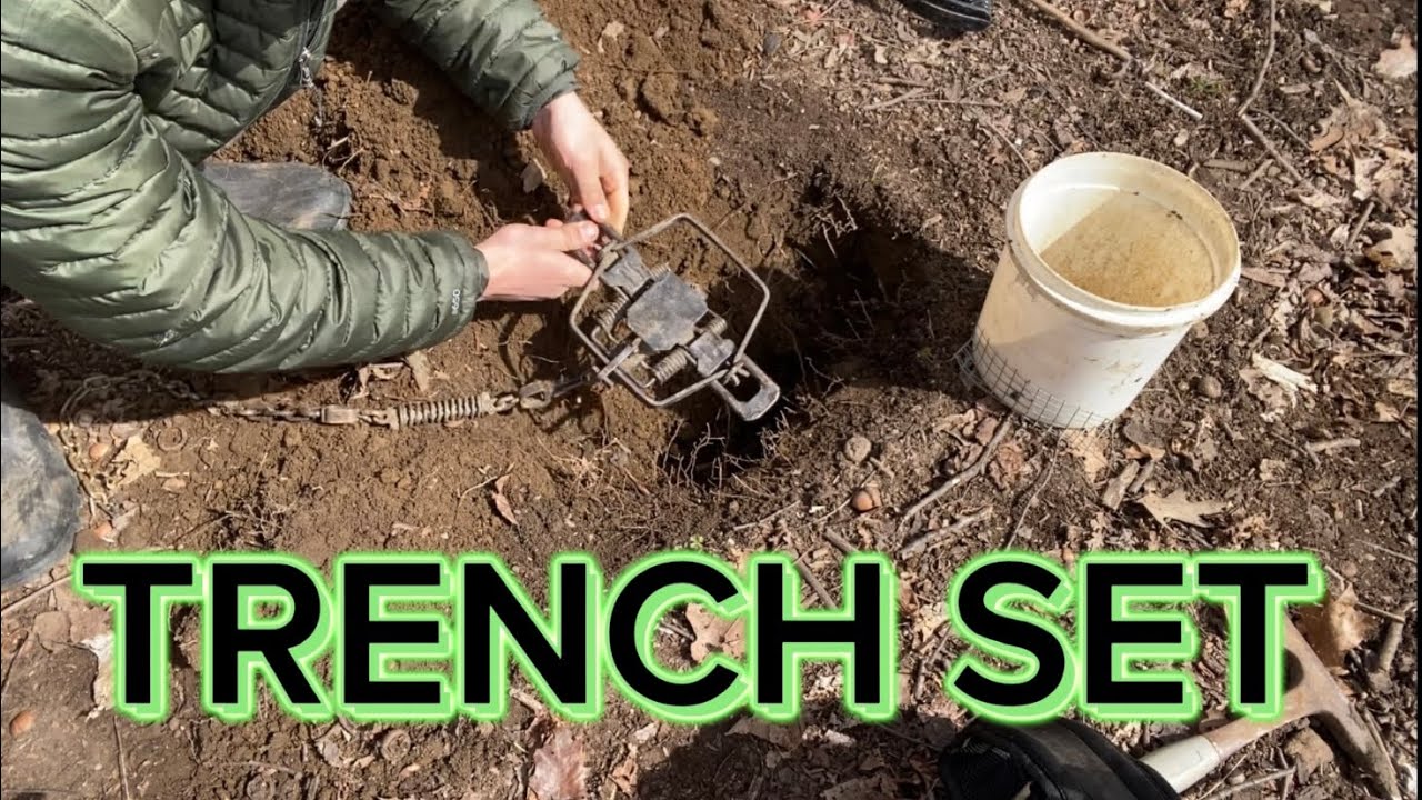 How to make a Trench Set! (How To) Predator Trapping #trapping #coyote #howto