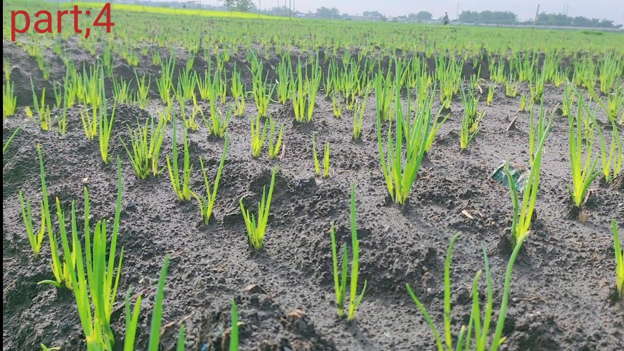 BAWANG MERAH UMUR 9HARI PEMUPUKAN SUSULAN PERTAMA