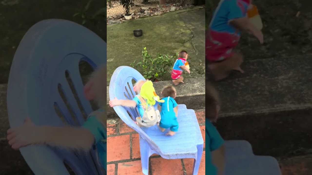 Baby monkeys play and study together.