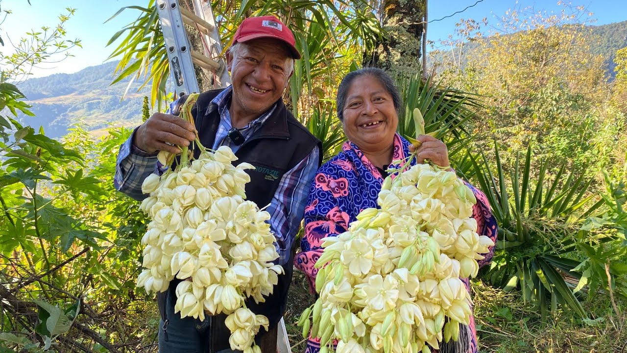 Salimos a buscar flor de izote para preparar el desayuno ¡La flor crece en lo más alto de la palma!