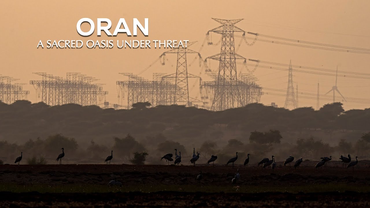 Oran: A Sacred Oasis Under Threat | Sacred Groves | Oran Conservation | @RoundglassSustain
