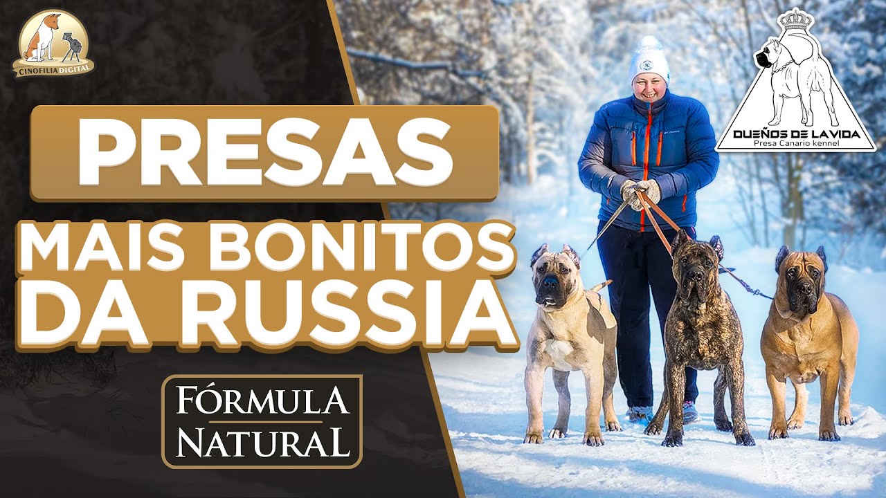 Presa Canário na Rússia e de bônus Kangal e Boerboel | Cinofilia Digital