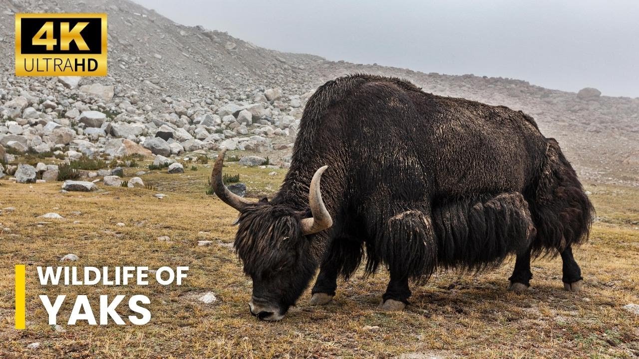 Wildlife Of Yaks | Ultra HD net geo wild documentary | wildwide life
