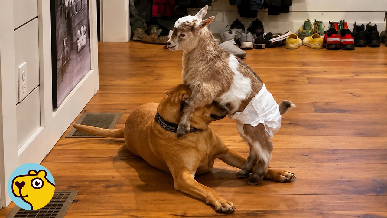 Nobody Told This Baby Goat He's Not A Golden Retriever