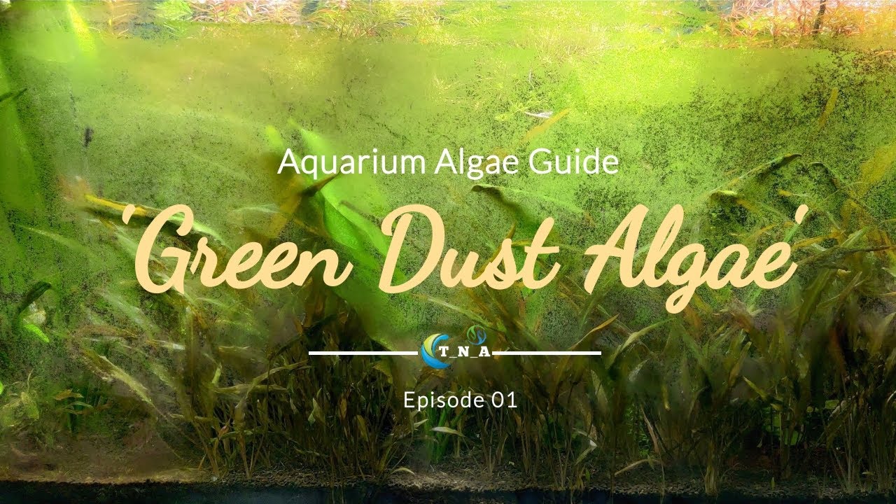 Aquarium algae guide | Episode 01. Green Dust Algae | Overall Tank Maintenance