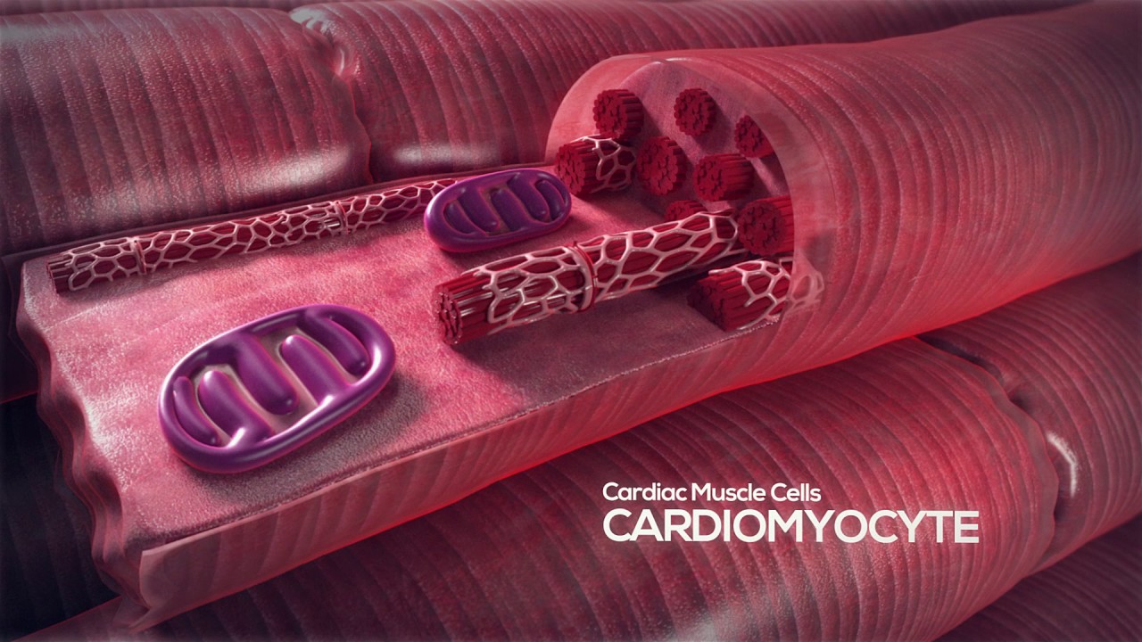How the Heart Works Video: Cardiomyocyte