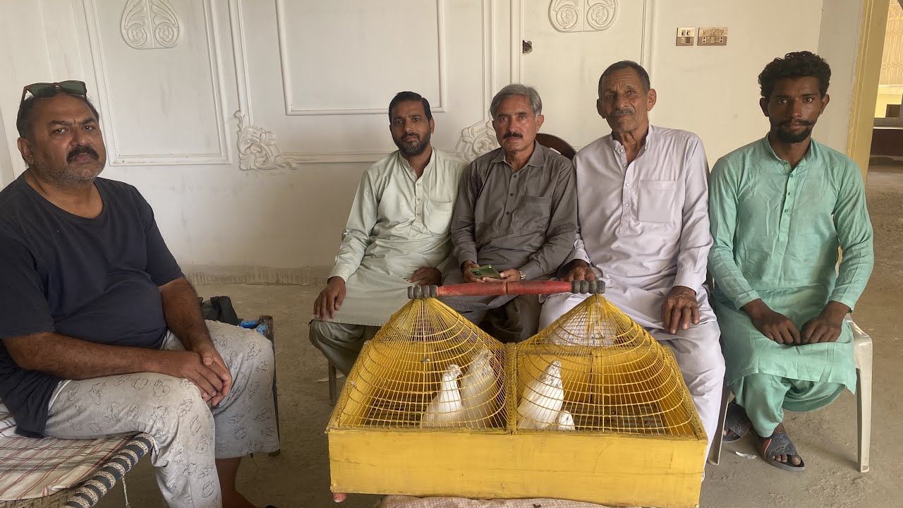 Haji Muhammad Akhtar And Muhammad Sardar Low Flying Pigeons #faisal #pakistanpigeonassociation