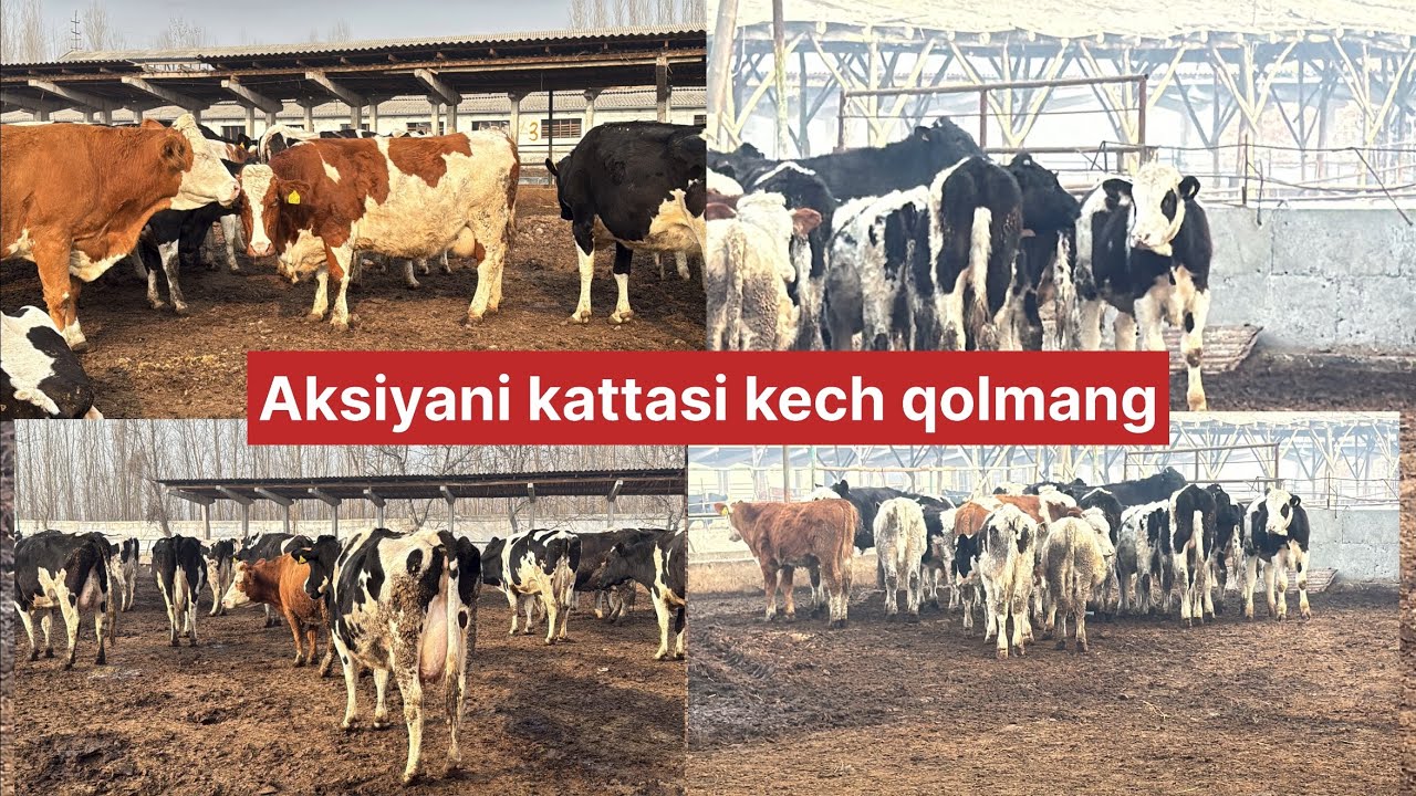 Katta fermadan 35 bosh sigirlar 25 bosh buqalar sotuvga stard berildi ulgurib qoling
