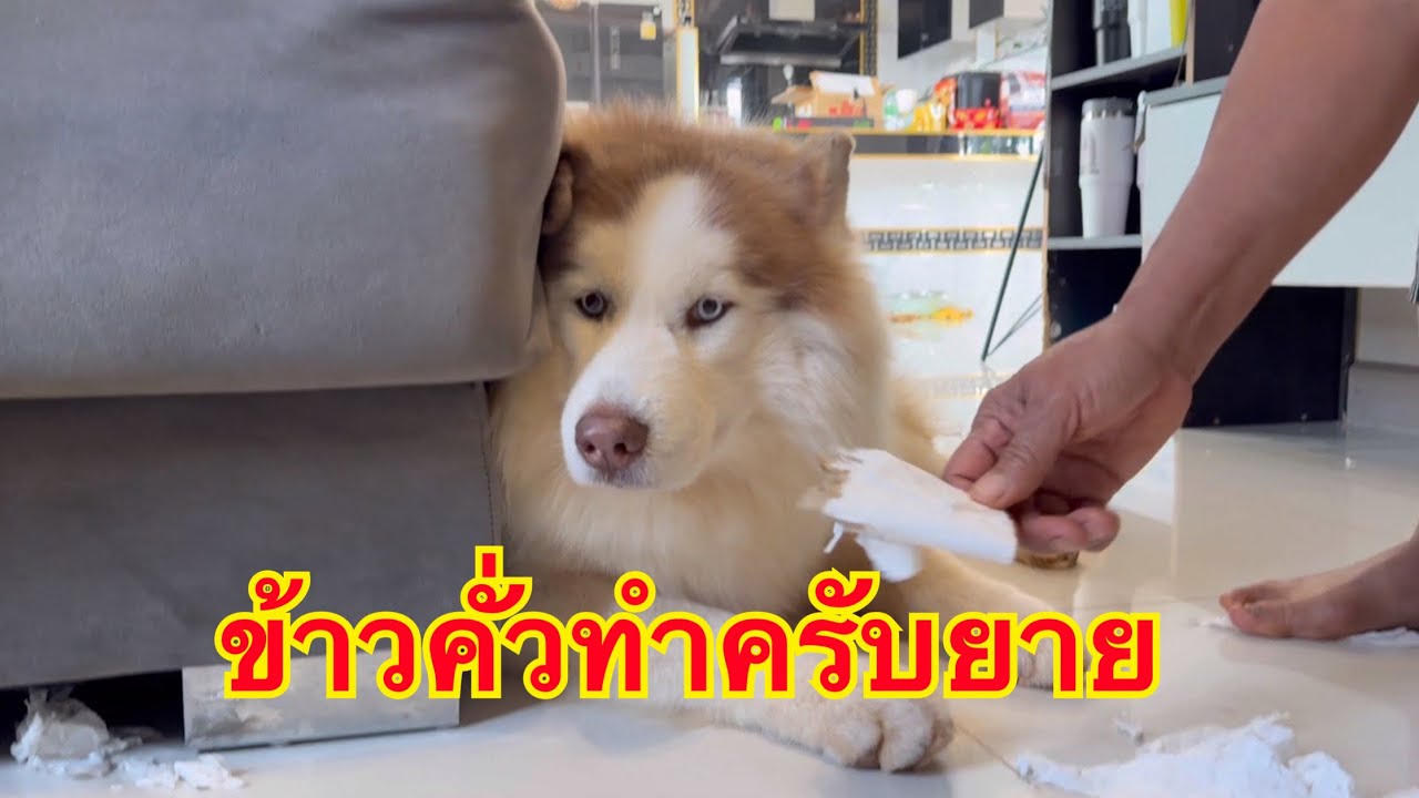 นอนหลับอยู่ดีๆก็โดนยายด่าเพราะข้าวคั่วแท้ๆเลย