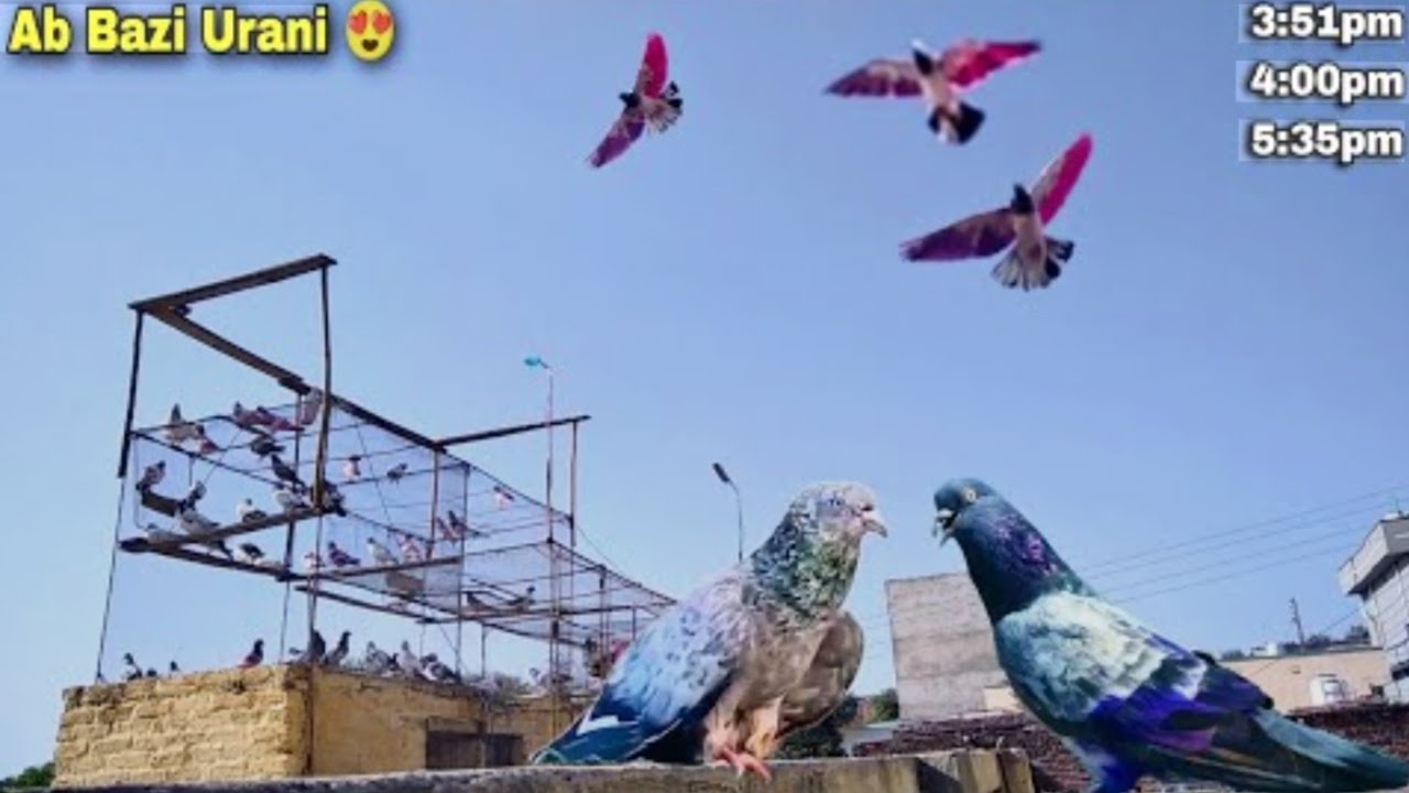 Unbelievable Kabootar Bazi Today 🕊️ | Three Strong Flyers – Blue Star Dominates! Mughal pegion club 