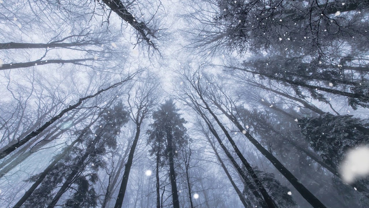 Snow & sleet sounds falling in a winter forest